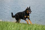 BEAUCERON 614